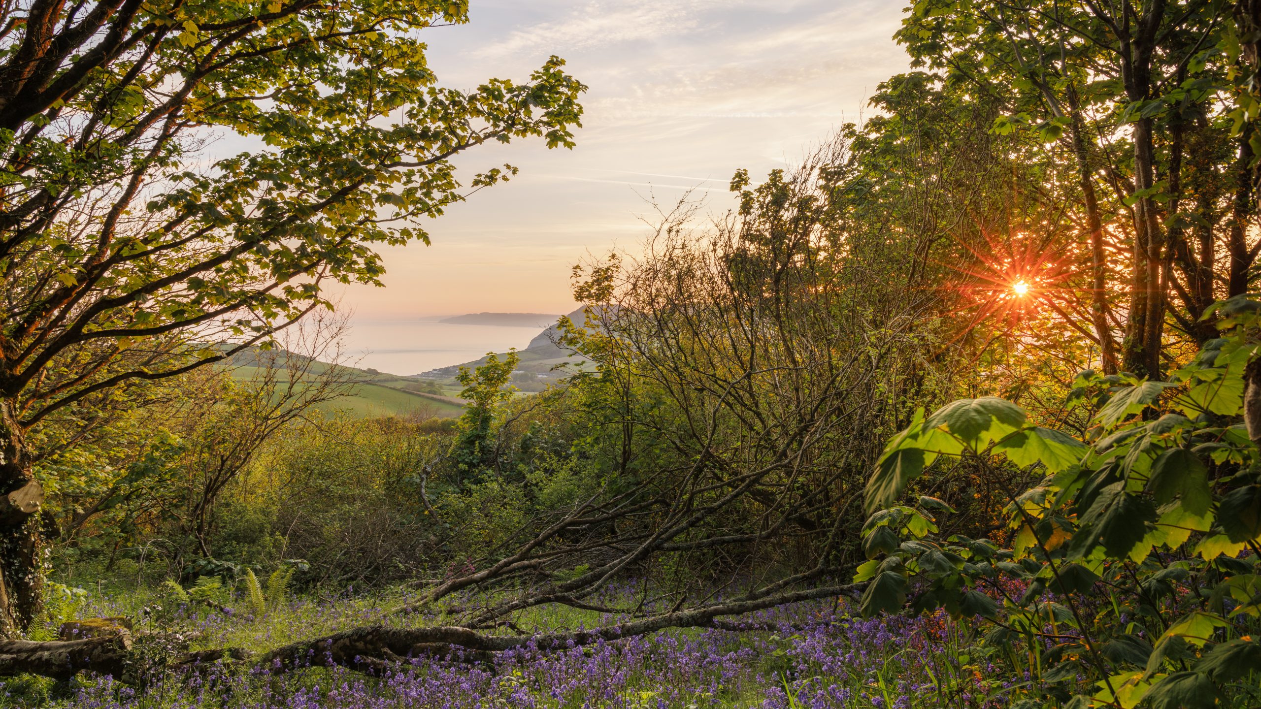 Sunset at Eype Wood